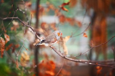 erkek zebra finch