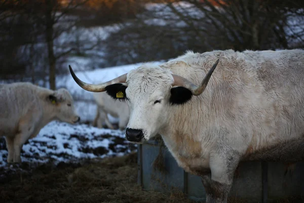 Cadzow beyaz park sığır Stok Resim