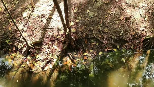 Gouden Herfst Stroomopwaarts Oranje Mangrovebossen Zoute Water Vijver Met Dramatische — Stockvideo