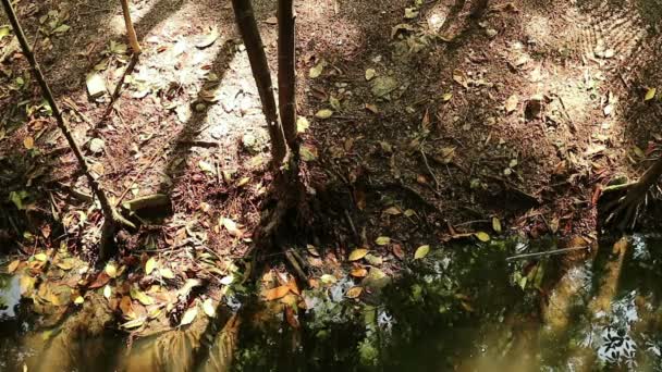 Otoño Dorado Bosque Manglar Naranja Río Arriba Estanque Agua Salada — Vídeo de stock