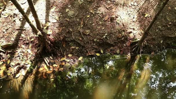 Otoño Dorado Bosque Manglar Naranja Río Arriba Estanque Agua Salada — Vídeo de stock