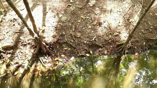 Otoño Dorado Bosque Manglar Naranja Río Arriba Estanque Agua Salada — Vídeos de Stock