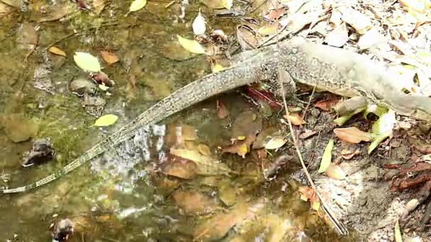 Asia monitor de agua lagarto crucero manglar salino pantano — Vídeos de Stock