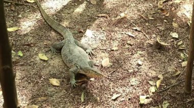 Asya su monitör kertenkele suyu yağmurlama önler