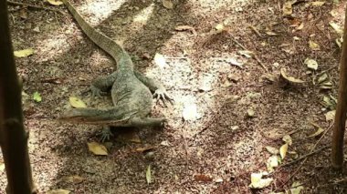 Asya su monitör kertenkele seyir orman