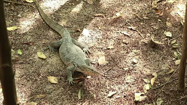 Lagarto monitor de agua asiática evita rociadores de agua — Vídeos de Stock