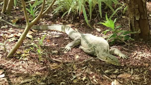 Asiatico acqua monitor lucertola riposa sotto il sole — Video Stock