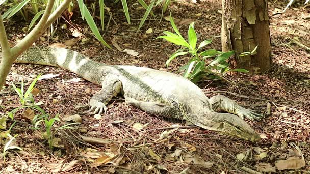 Asiático monitor de agua lagarto descansa bajo la luz del sol — Vídeo de stock