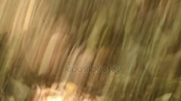 Азиатская ящерица атакует фотографа — стоковое видео