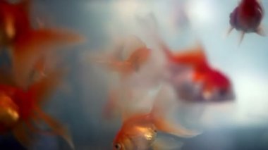 Yumuşak odaklı güzel goldfishes yüzmek