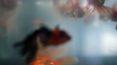 Yumuşak odaklı güzel goldfishes yüzmek