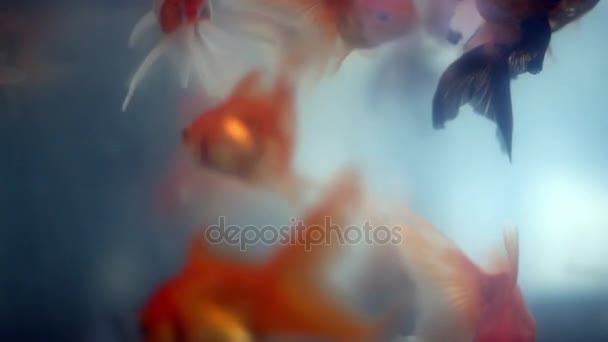 De cabeça para baixo goldfish flutuante entre belos goldfishes — Vídeo de Stock