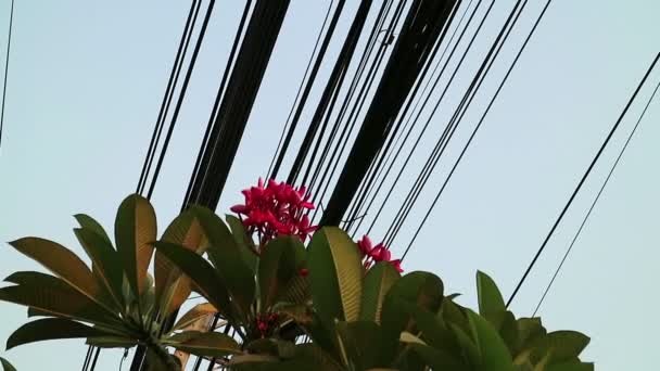 Natureza e tecnologia, Plumeria árvore de floração e linhas de energia elétrica — Vídeo de Stock