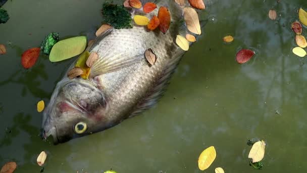 Peces Tilapia Muertos Hojas Coloridas Caídas Flotando Sobre Agua Algas — Vídeos de Stock