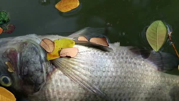 Tote Fische und abgefallene Blätter treiben auf planktonischem Algenwasser — Stockvideo