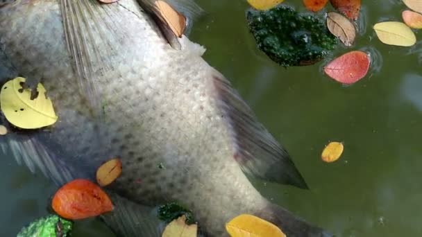 Död Tilapia Fisk Och Färgglada Löv Som Flyter Gröna Planktonalger — Stockvideo