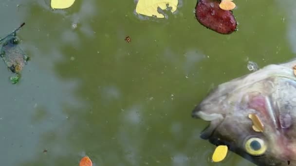 Tote Tilapia Fische Und Bunte Abgefallene Blätter Treiben Auf Grünem — Stockvideo