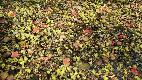 Belles fleurs et feuilles tombées flottant sur l'eau verte — Video