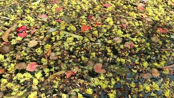 Lindas flores caídas e folhas flutuando em água verde — Vídeo de Stock