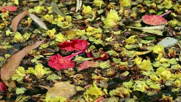 Hermosas flores caídas y hojas flotando en agua verde — Vídeo de stock