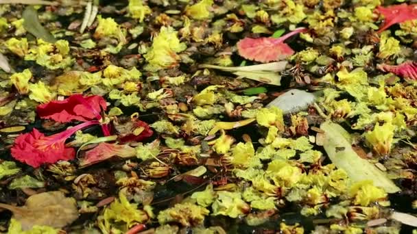 Beautiful fallen flowers and leaves floating on green water — Stock Video
