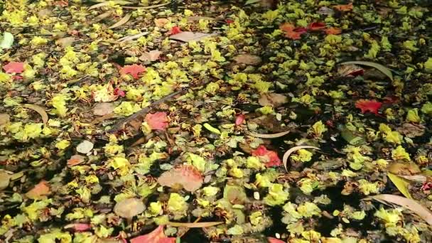 Lindas flores caídas e folhas flutuando em água verde — Vídeo de Stock