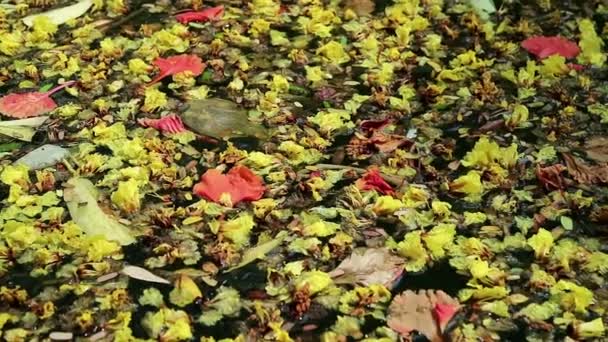 Hermosas flores caídas y hojas flotando en agua verde — Vídeo de stock