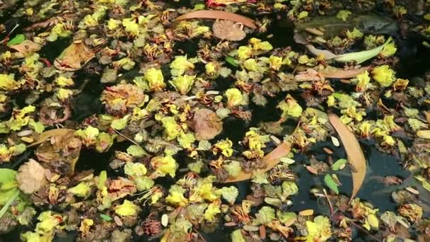Schöne gefallene Blumen und Blätter, die auf grünem Wasser treiben — Stockvideo