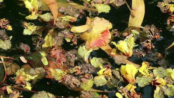 Όμορφη πεσμένα άνθη και φύλλα που επιπλέει στο πράσινο νερό — Αρχείο Βίντεο