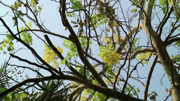 Złoty deszcz drzewo porusza się w wiatr — Wideo stockowe