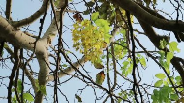 Altın duş ağaç rüzgarda taşıma