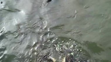 Saldırgan köpek balığı yayın balığı besleme