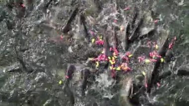 Saldırgan köpek balığı yayın balığı besleme