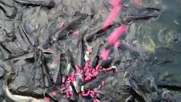 Nourrir le poisson-chat requin agressif 