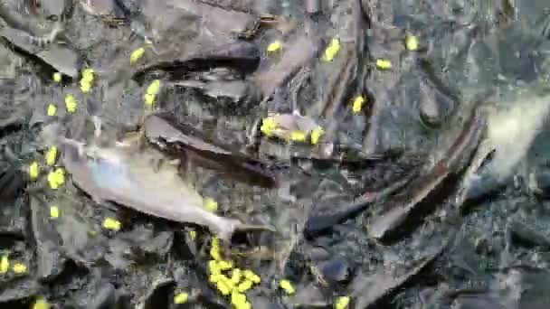 喂养攻击性鲨鱼鲶鱼 — 图库视频影像