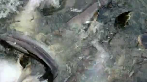 Nourrir le poisson-chat requin agressif 