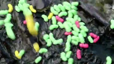 Saldırgan köpek balığı yayın balığı besleme