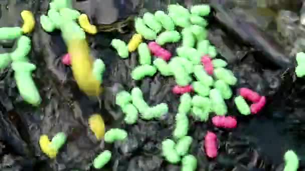 Nourrir le poisson-chat requin agressif 