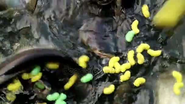 Nourrir le poisson-chat requin agressif 