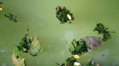 Düşen yapraklar yeşil planktonik algler su üzerinde yüzer yosun kaplı
