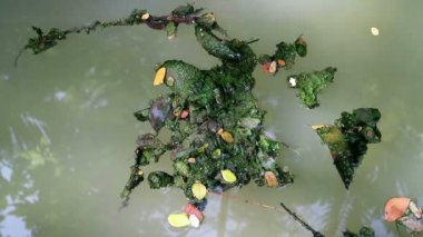 Düşen yapraklar yeşil planktonik algler su üzerinde yüzer yosun kaplı