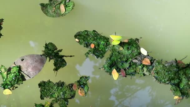 Alghe Coperte Foglie Cadute Galleggianti Sull Acqua Verde Delle Alghe — Video Stock