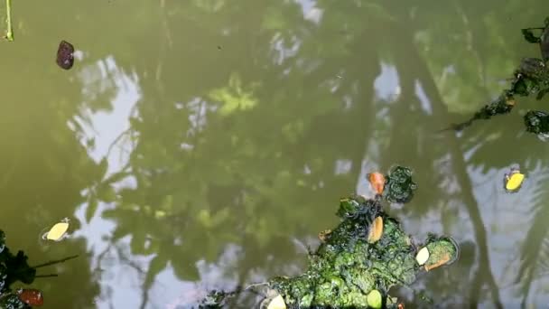 Algen Bestreken Gevallen Bladeren Drijvend Het Water Van Groene Planktonische — Stockvideo