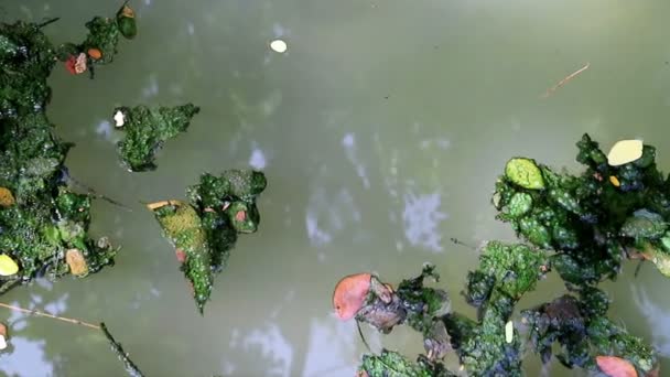 Algas Cubiertas Hojas Caídas Flotando Sobre Agua Algas Planctónicas Verdes — Vídeos de Stock