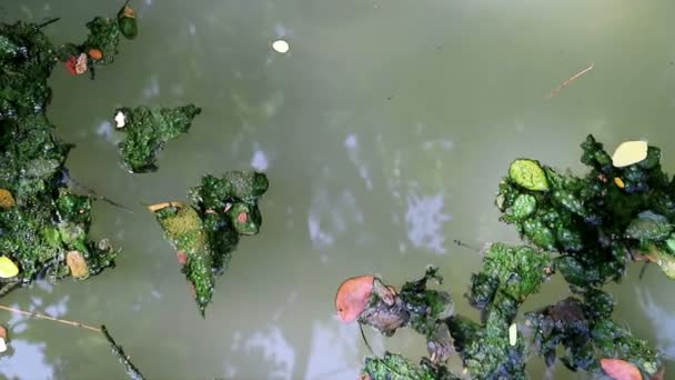Algenbedecktes Laub schwimmt auf grünem planktonischem Algenwasser