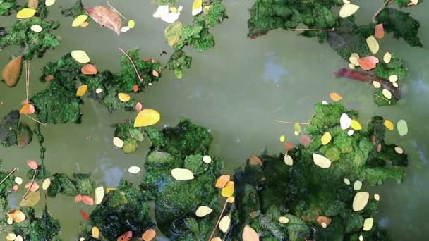 Algae Covered Fallen Leaves Floating Green Planktonic Algae Water — Stock Video