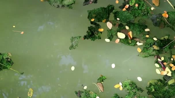 Feuilles Tombées Couvertes Algues Flottant Sur Eau Verte Des Algues — Video