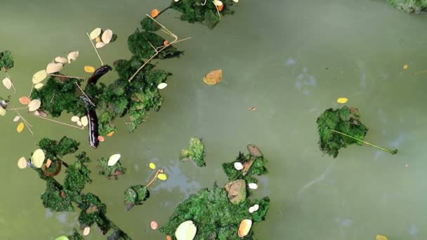 Algen Bestreken Gevallen Bladeren Drijvend Het Water Van Groene Planktonische — Stockvideo