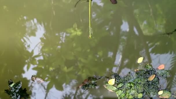 藻类覆盖落叶漂浮在绿藻水中 — 图库视频影像