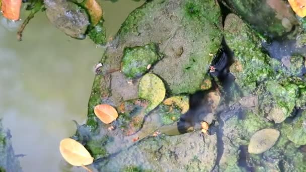 Algen Bestreken Gevallen Bladeren Drijvend Het Water Van Groene Planktonische — Stockvideo